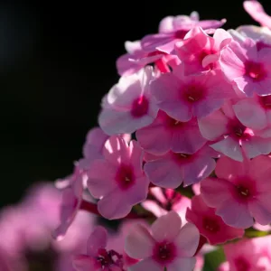 Bilde av rosa floks (lat. phlox) i blomst.